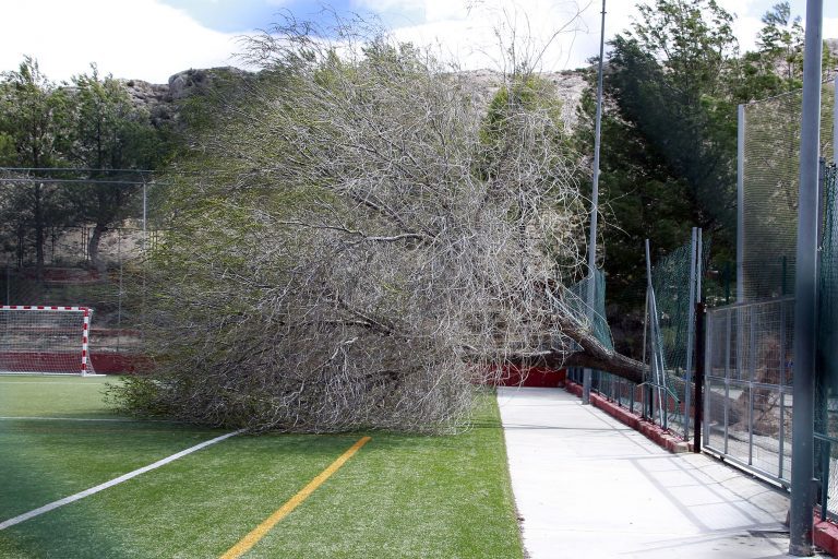 El viento derriba un árbol en la pista de futbito anexa al pabellón Ortega Chumilla