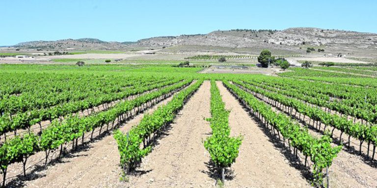 COAG alerta de que “el cultivo del viñedo es ya insostenible”