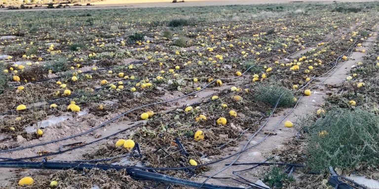 ‘Salvemos el Arabí’ y comarca carga contra el despilfarro de agua en dos fincas