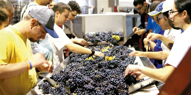 Jóvenes con autismo de ASTRADE elaboran vino solidario de la mano de Bodegas Barahonda